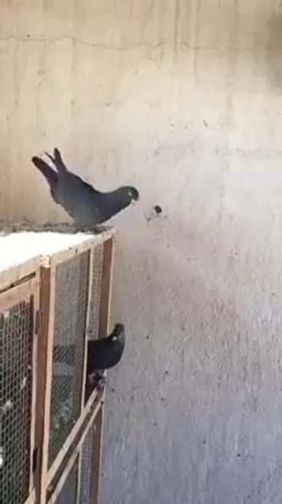 BU VİDEODAN SONRA RESMEN KUŞ SEVER OLDUM BENDE