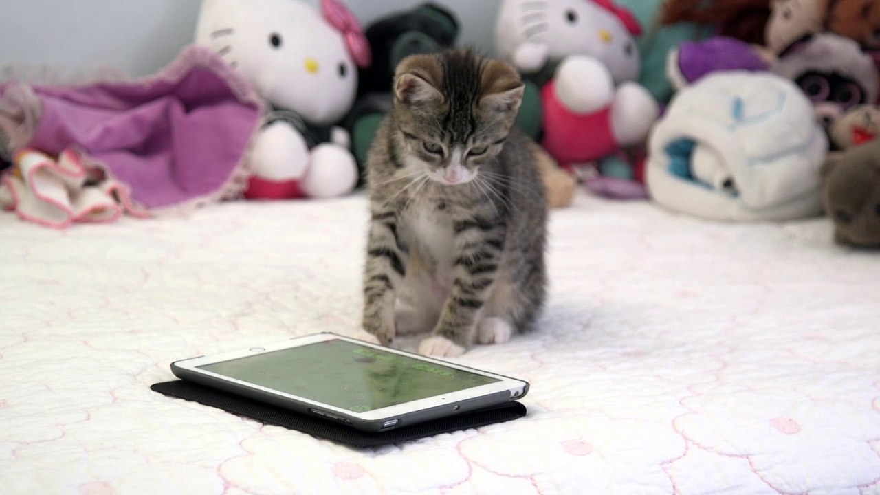 This Is What It Looks Like When Cats Play On An iPad (And Why They Should)