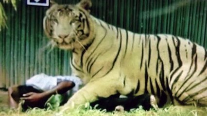Бенгальский тигр загрыз подростка в Делийском зоопарке
