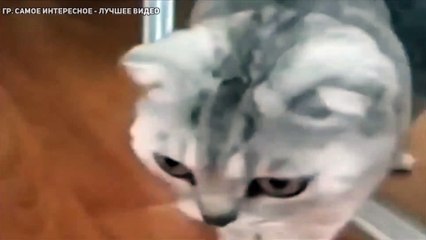 Кот увидел себя в зеркале и офигееел