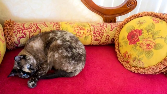 8 интересных фактов о сиамских кошках