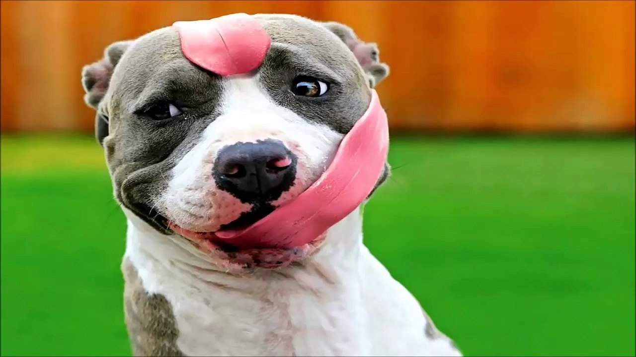 10 Funniest Pitbull Videos