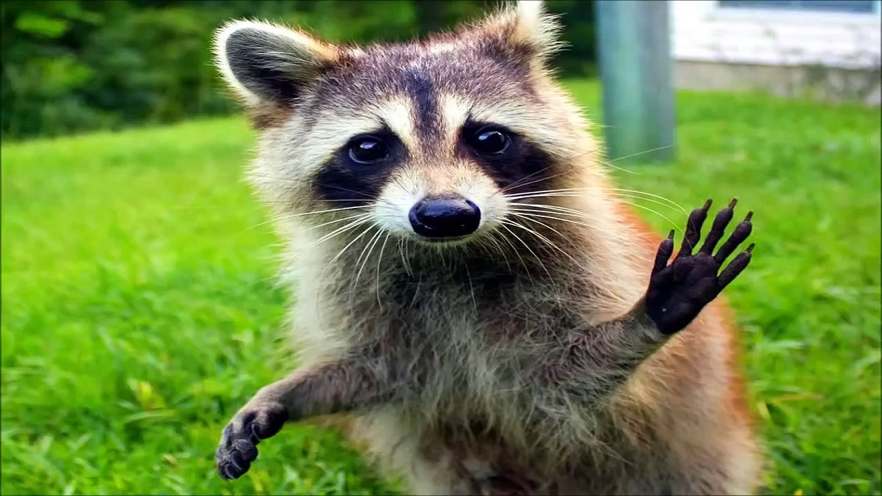 10 Funniest Raccoon Videos
