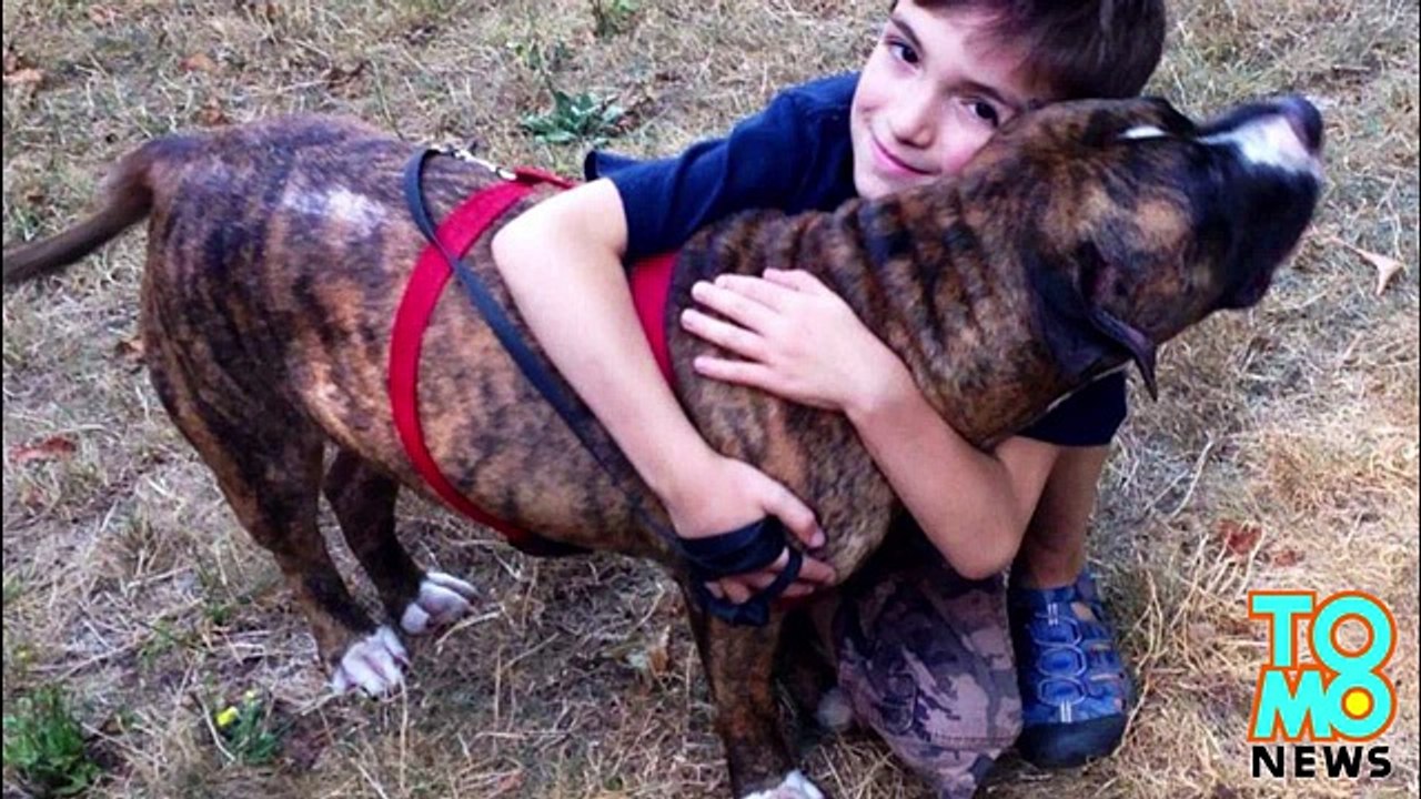 Героический питбуль спас ребёнка от пчёл