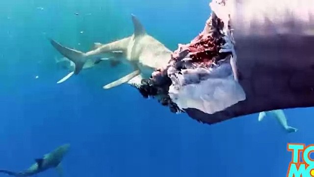 Дайвер снял видео, на котором акулы поедают мёртвого кита