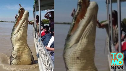 Крокодил-ветеран отомстил злобной акуле