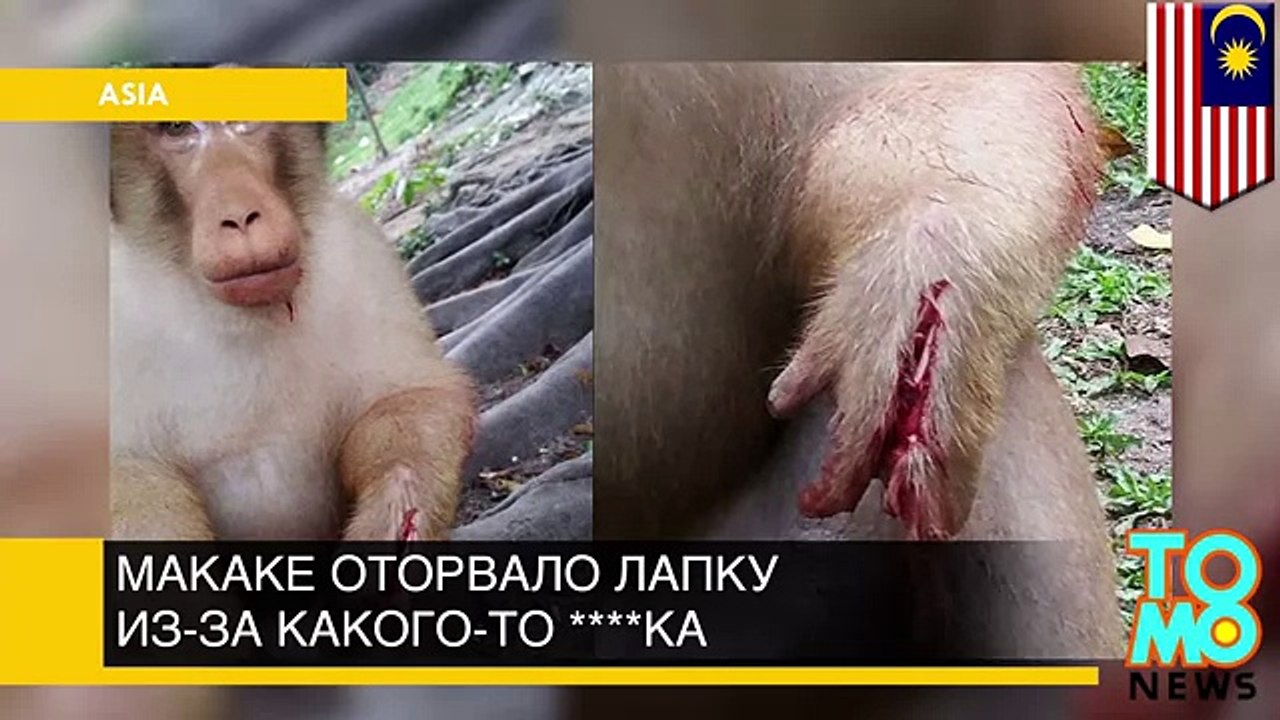Макаке в Куала-Лумпур оторвало лапку