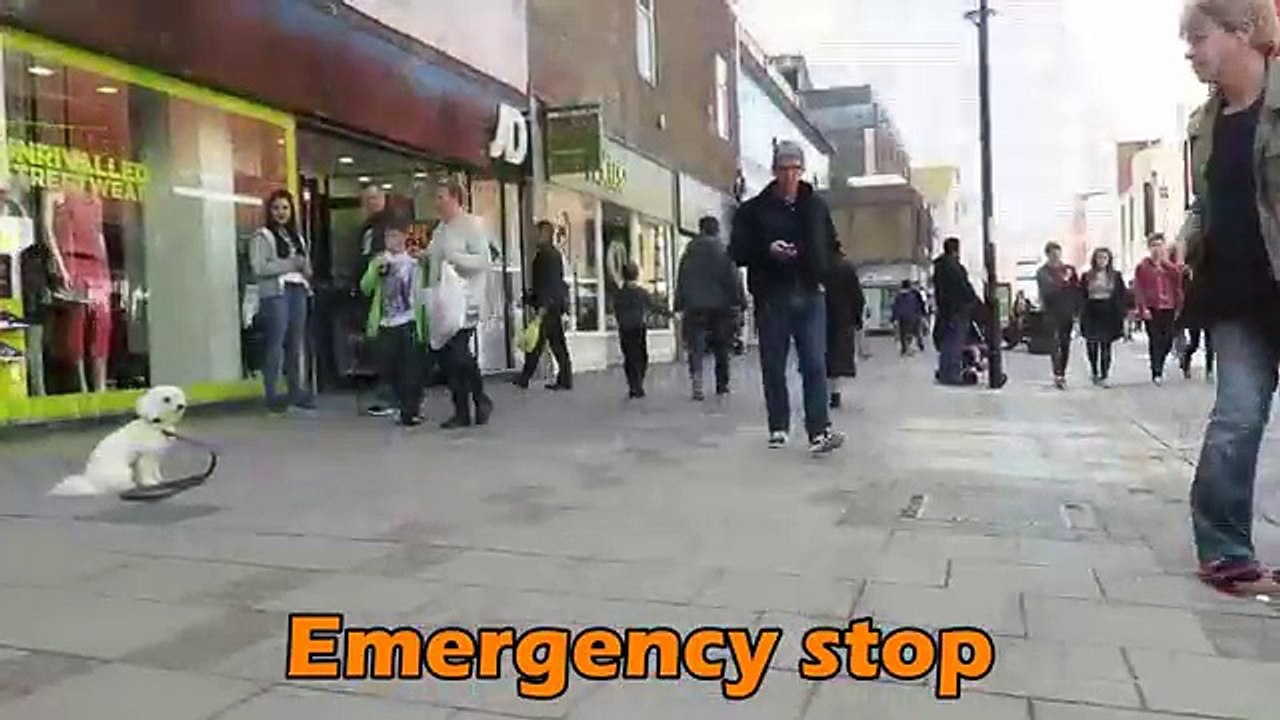 Bertie - Bichon Frise - 8 Week Residential Dog Training at Adolescent Dogs