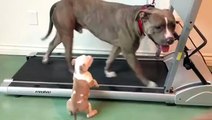 Little pup tries to be like his dad