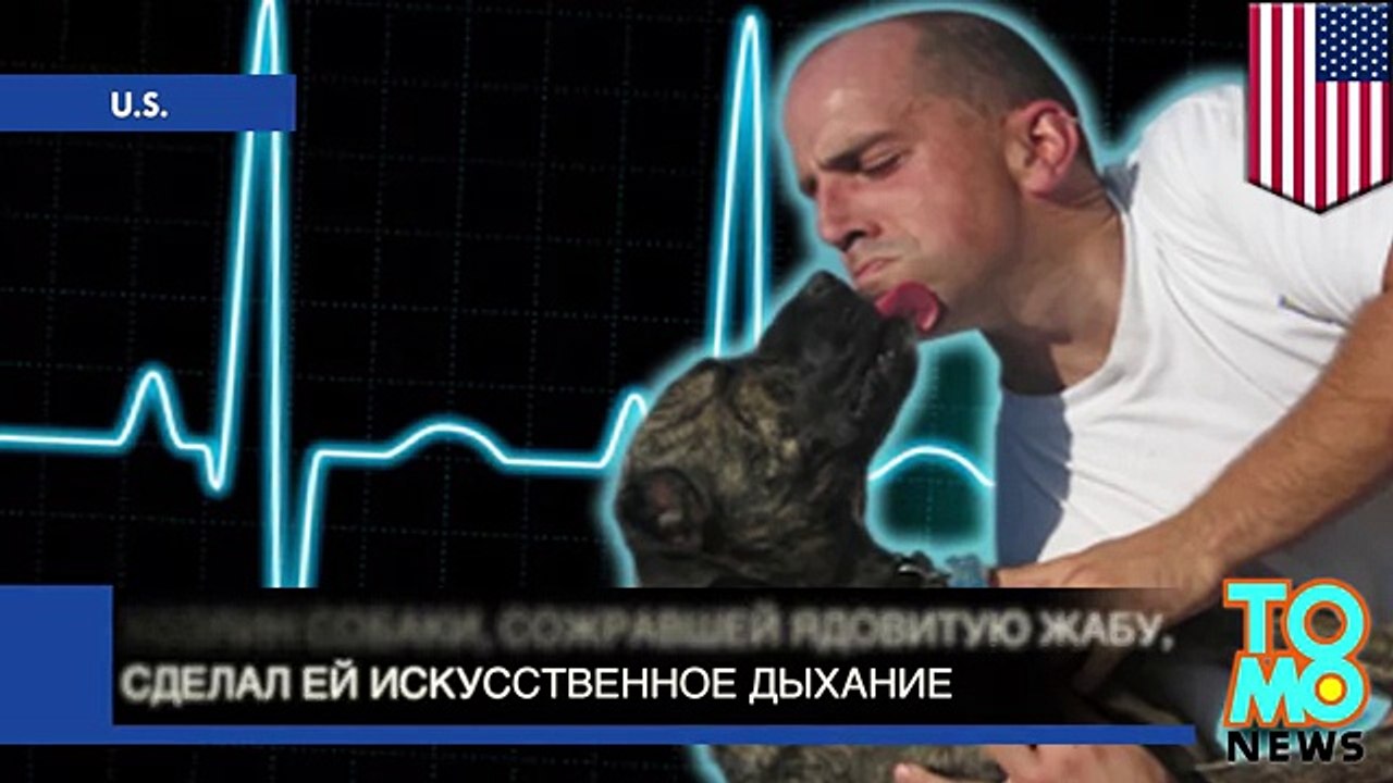 Мужчина сделал искусственное дыхание собаке, сожравшей ядовитую жабу