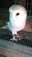 Bob A Barn Owl. He Only Has One Wing