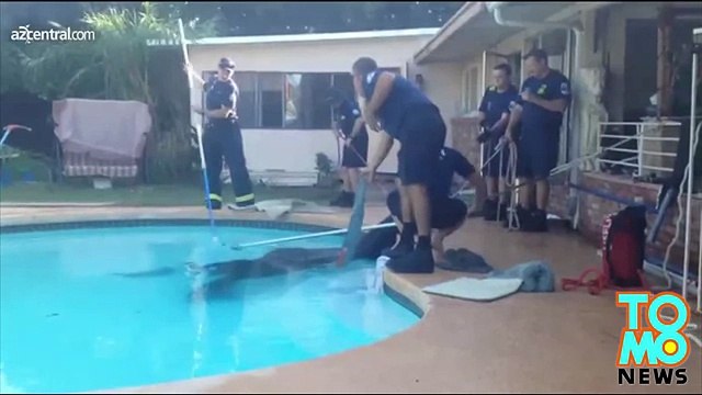 Пожарные спасли лошадь, упавшую в бассейн