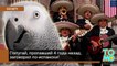 Пропавший четыре года назад попугай вернулся домой говорящим по-испански
