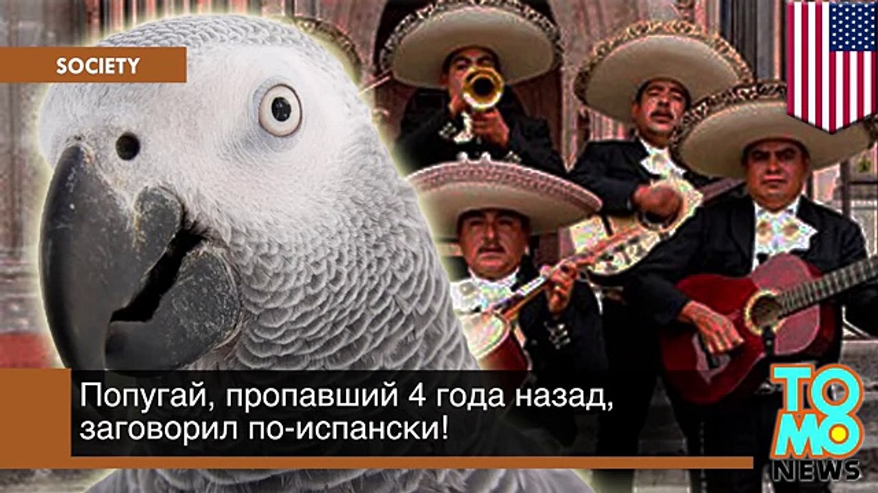 Пропавший четыре года назад попугай вернулся домой говорящим по-испански