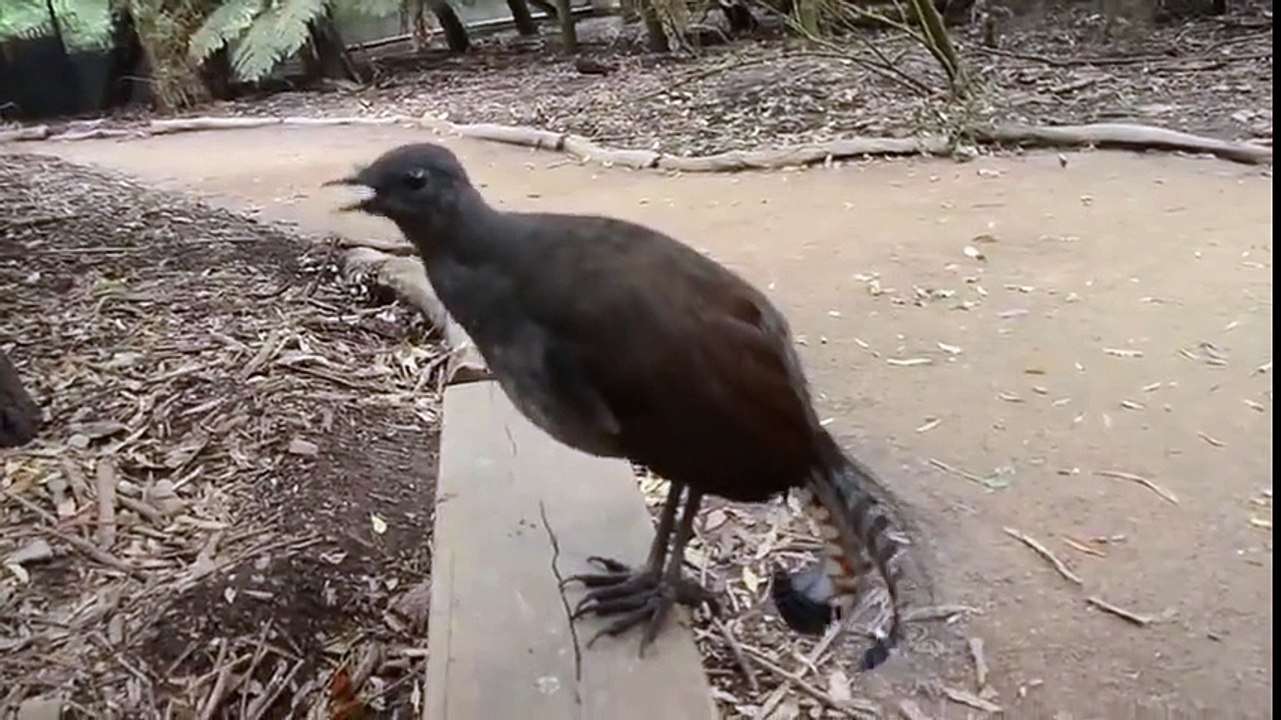 The Amazing Lyrebird