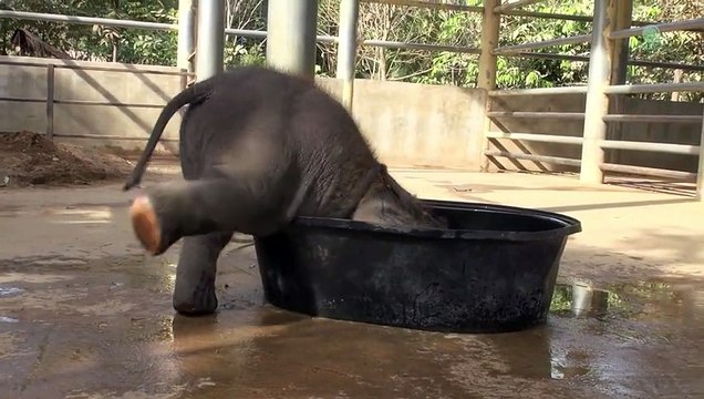 Этот слоненок развлекался, принимая ванну. Но вдруг появилась мама-слониха