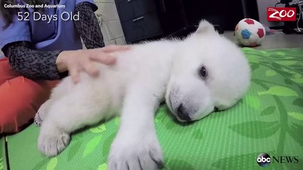 Ce Bebe Ours Polaire Est L Animal Le Plus Mignon Que Vous Aurez Vu Video Dailymotion