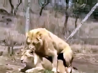 Lion vs. Lioness Mating position...Intersting Animals Fight