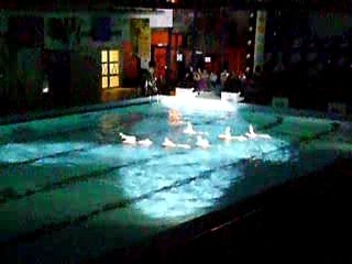 natation synchronisée