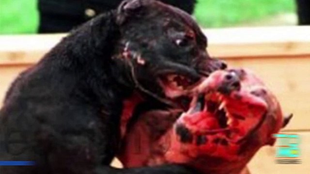 Собаковладелица подала в суд на семью, собаку которой загрызли её питбули