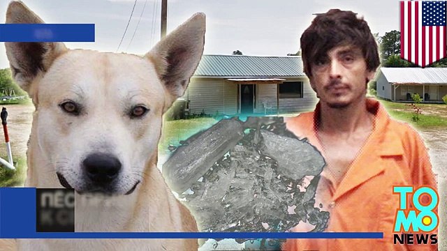 Собака – друг человека- Пёс привёл полицию к своему хозяину-наркоману