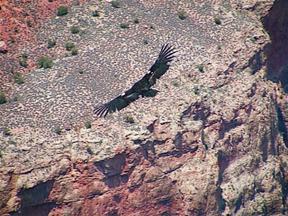 El Condor Pasa(with pan pipes)