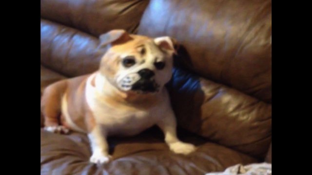 Bulldog Wears Bulldog Mask
