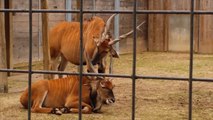 Antelope Picks Friends Ear With Antler And Eats It