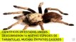 Investigadores descubrieron 14 nuevas especies de tarántulas en Estados Unidos