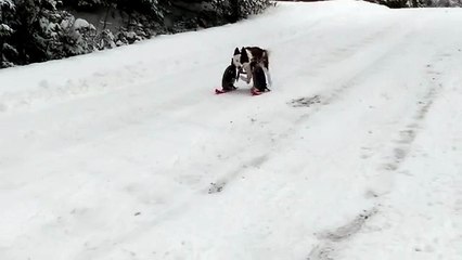 Tekerlekli Sandalyesiyle Kayak Yapan Çılgın Köpek