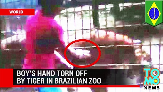 Тигр откусил руку мальчику, пытавшемуся его погладить