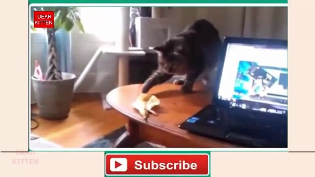 DEAR KITTEN funny cats vs banana compilation Crazy kittens - Most funny kittens and cats - Fuuny cats video - Meow
