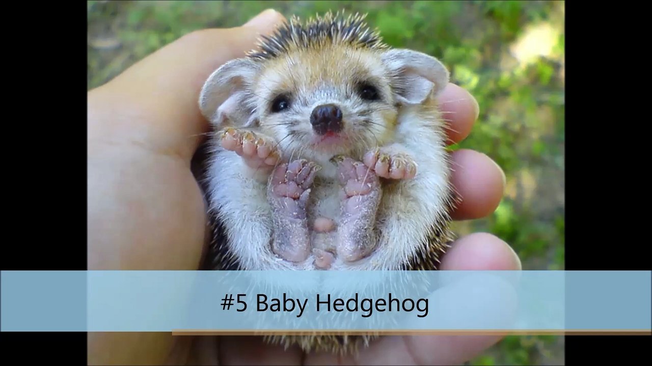 Hedgehog Day