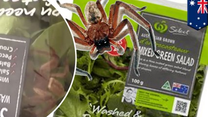 Woman finds huntsman spider in Woolworths pre-packaged salad