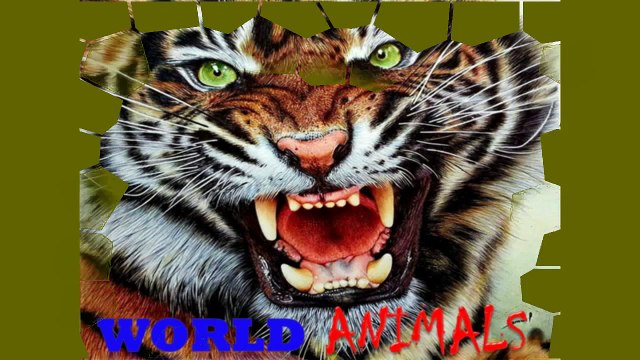 Tiger Mating Reproduction _ Animal Videos