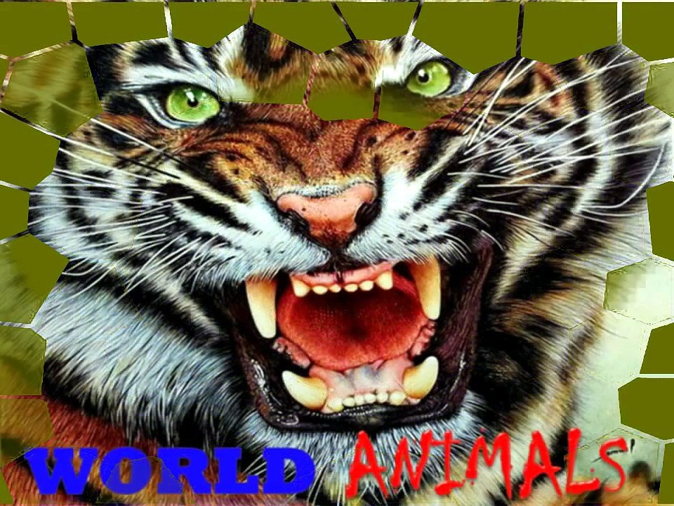 Tiger Mating Reproduction _ Animal Videos