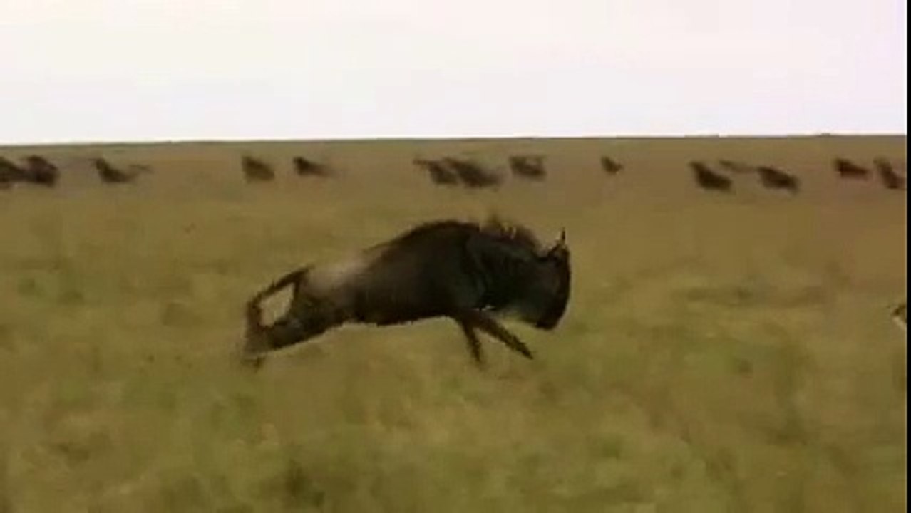 Wildebeest beating John funny