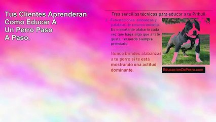 Como Educar Tu Perro