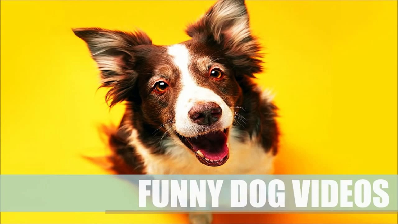FUNNY DOG VIDEOS