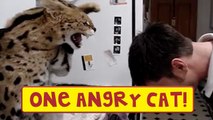 Serval Cat Hits Man's Head When He Gets Too Close