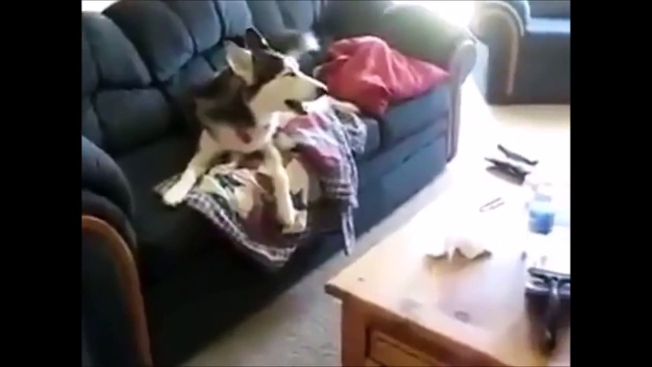 Ultimate Funny Dogs 2014 Compilation