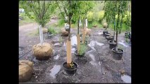 BBB   Pear Trees    Bucks County Pa Grower