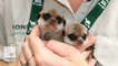 Super cute baby meerkats explore the outside world for first time