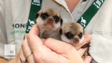 Super cute baby meerkats explore the outside world for first time