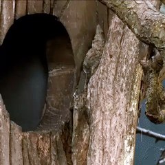 Red panda says hello!