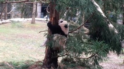Watch Bei Bei play outside for the first time