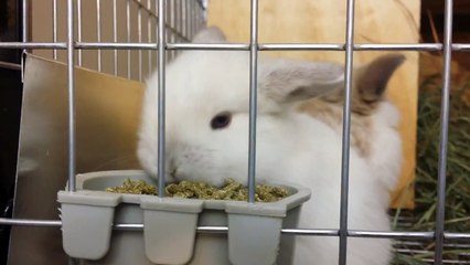 Baby Bunnies Melt Hearts With Cute Faces As They Chomp on Food