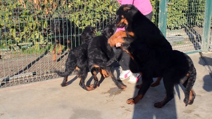 Chiots Beaucerons Berger de Beauce Gros gabarit rustique disponibles février 2016