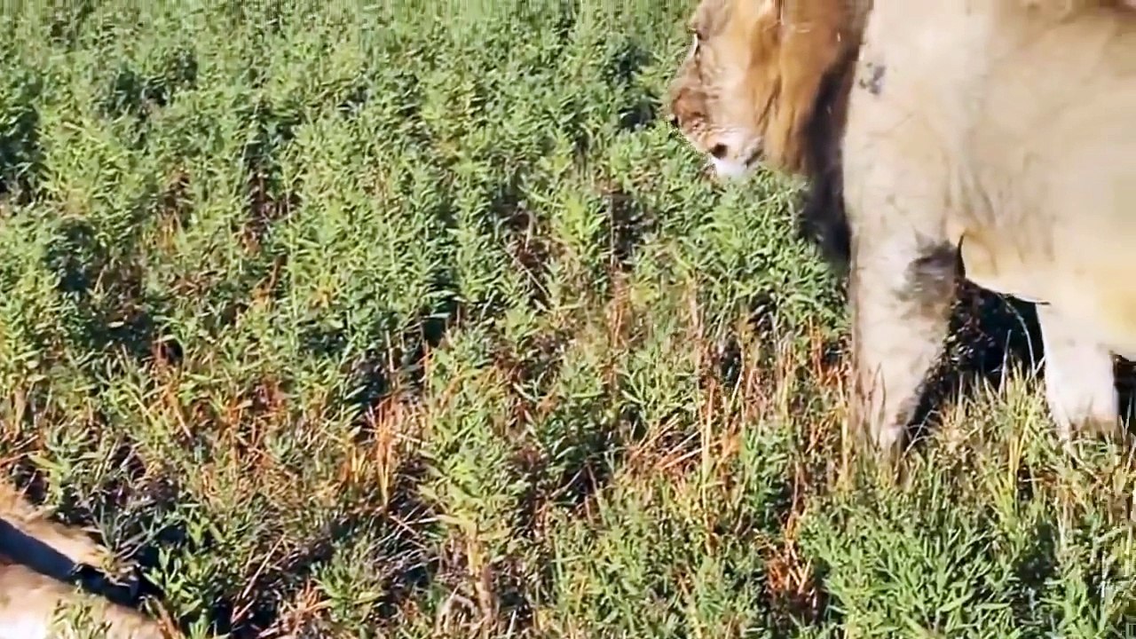 Top 10 Funniest Farts Animal in the World HD
