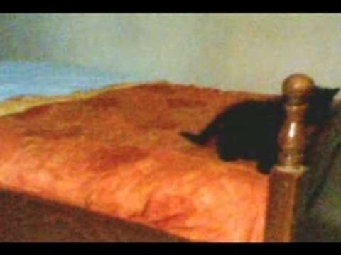 Blacky chaton noir de 6semaines, yeux bleu ^^